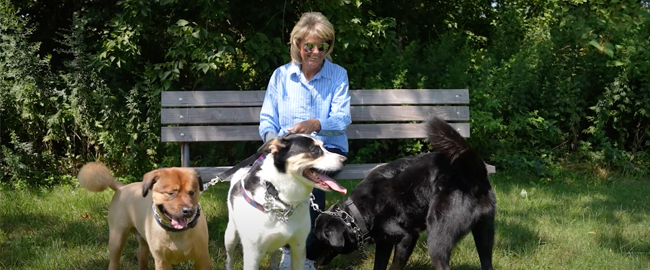 Women sitting on bench with dogs around her
