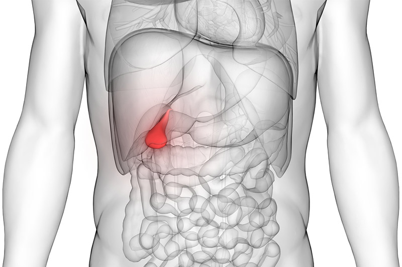 Illustration showing gallbladder