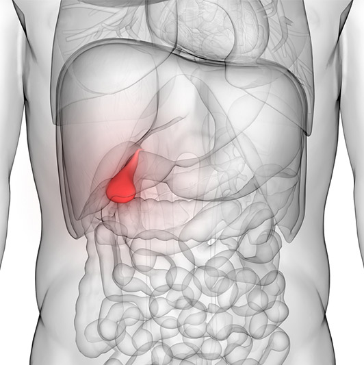 Illustration showing gallbladder
