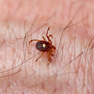Lone star tick on arm