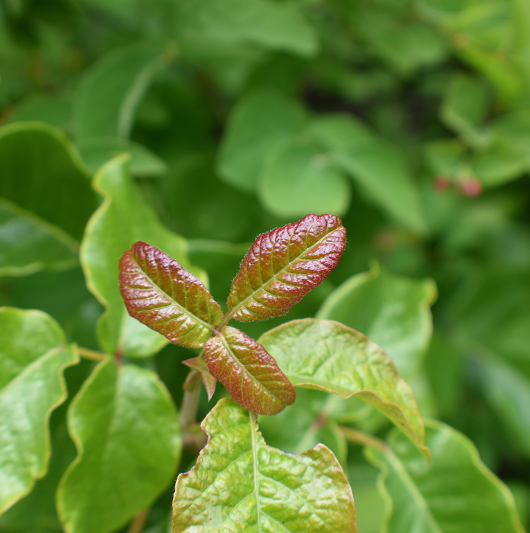 Young Red Poison Oak Leaf Surrounded With Mature Green Poison Oak Leafs