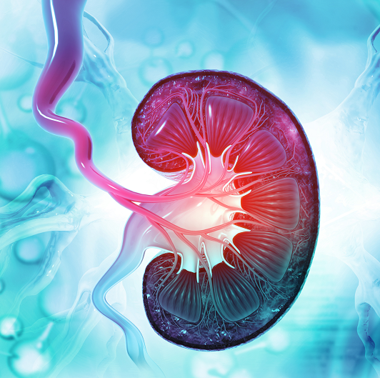 Human kidney cross section. 3d illustration