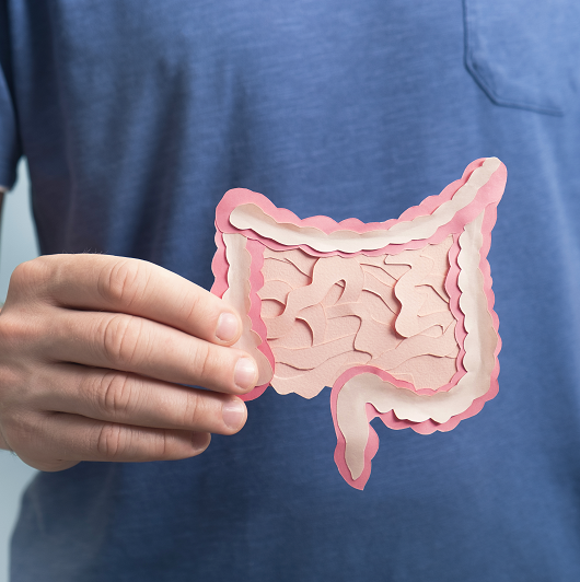 Man holding decorative model intestine, looking at colon health.