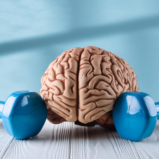  A model of the human brain is displayed next to a set of hand weights.