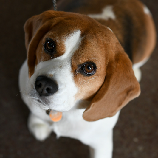 A small beagle looks up at the camera.