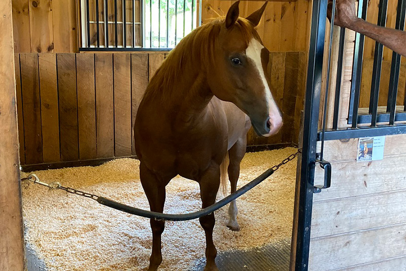 Mike, the 14-year-old quarter horse donated by a family in Chester County, Pennsylvania.