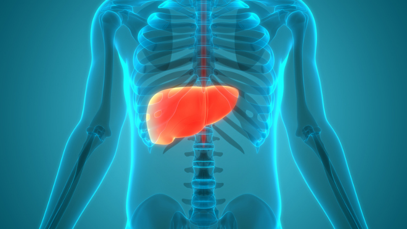 3D illustration concept of human internal digestive organ liver anatomy.