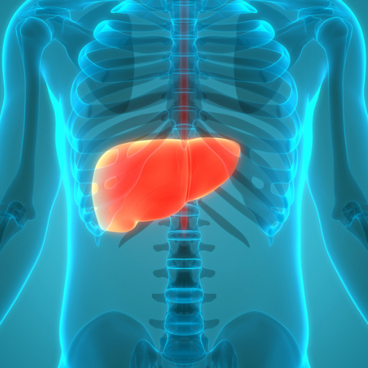 3D illustration concept of human internal digestive organ liver anatomy.