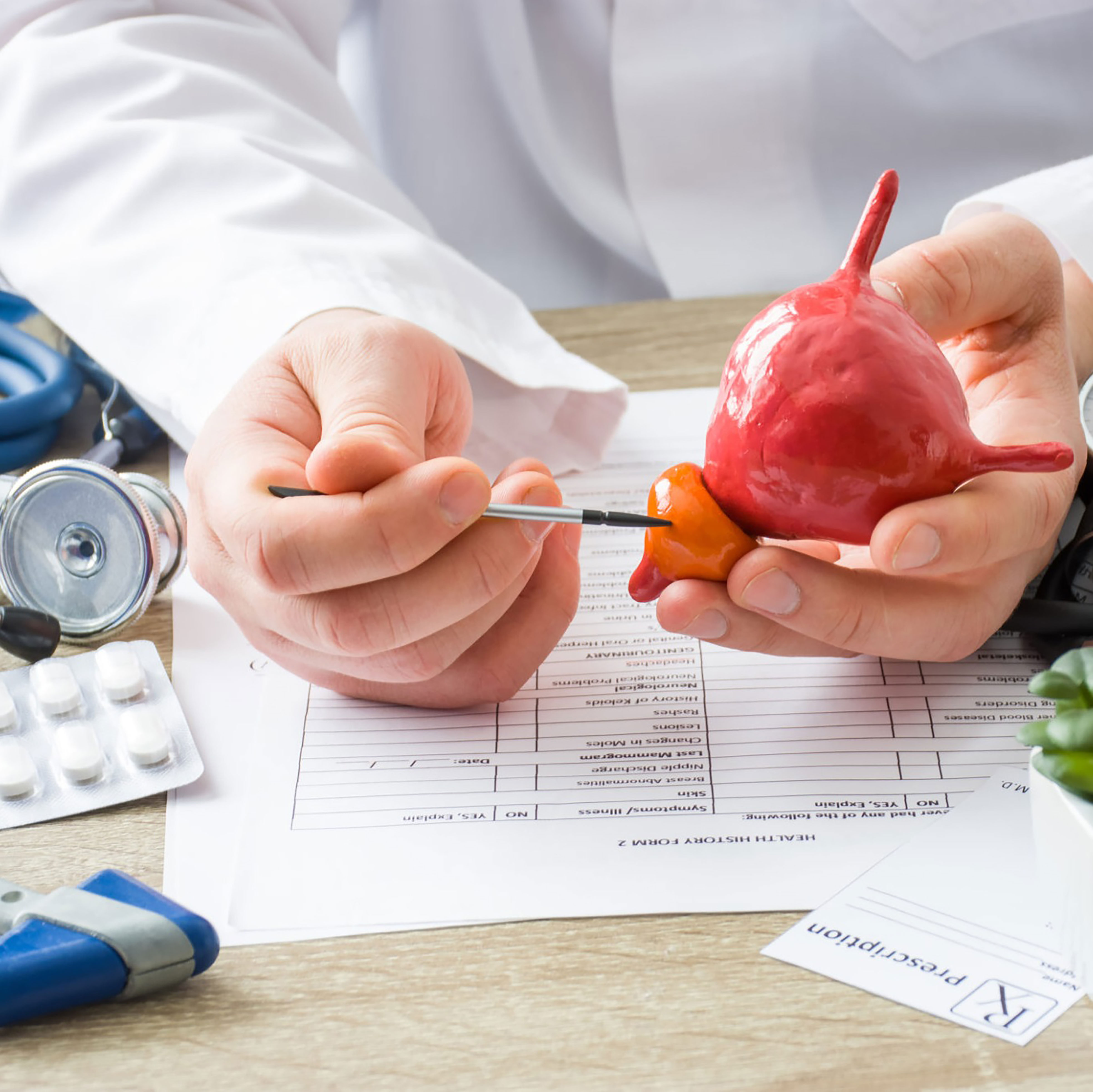 physician holding a replica prostate