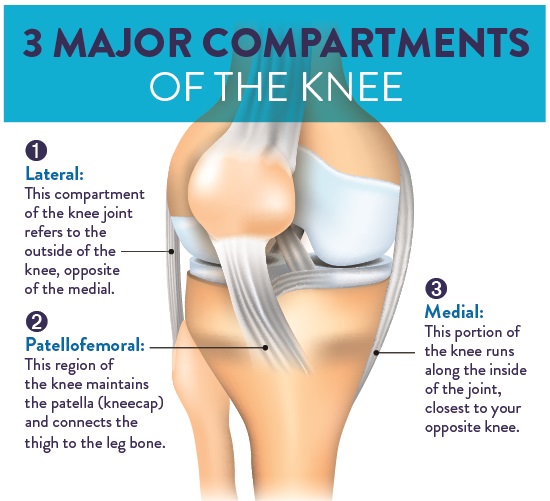Infographic about Knee Ligaments
