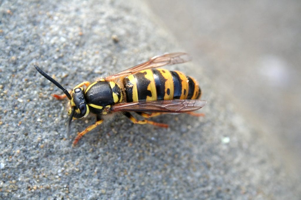 bee-wasp-hornet
