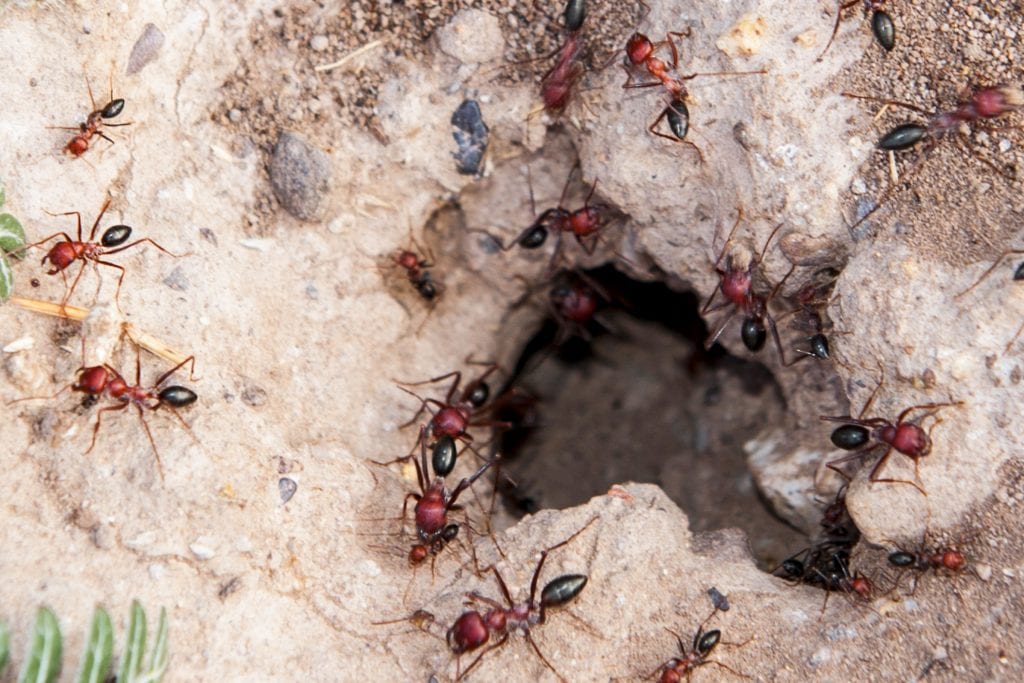 fire ants