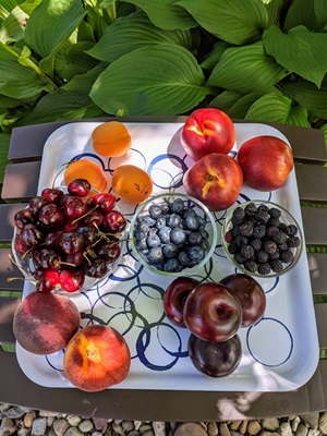 Summer fruit on a tray outside