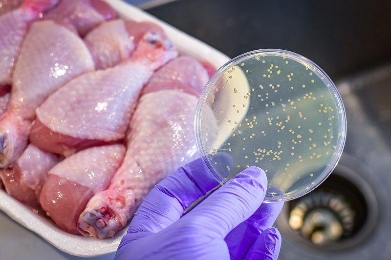Raw chicken that's been recalled. Gloved hand is holding a petri dish with bacteria.