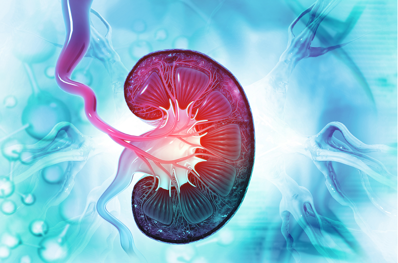 Human kidney cross section. 3d illustration