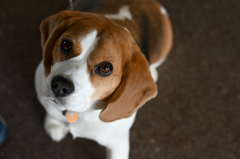 A small beagle looks up at the camera.