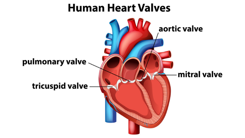 Anatomical vector illustration of human heart valves with labeled parts and vibrant colors for educational purposes.