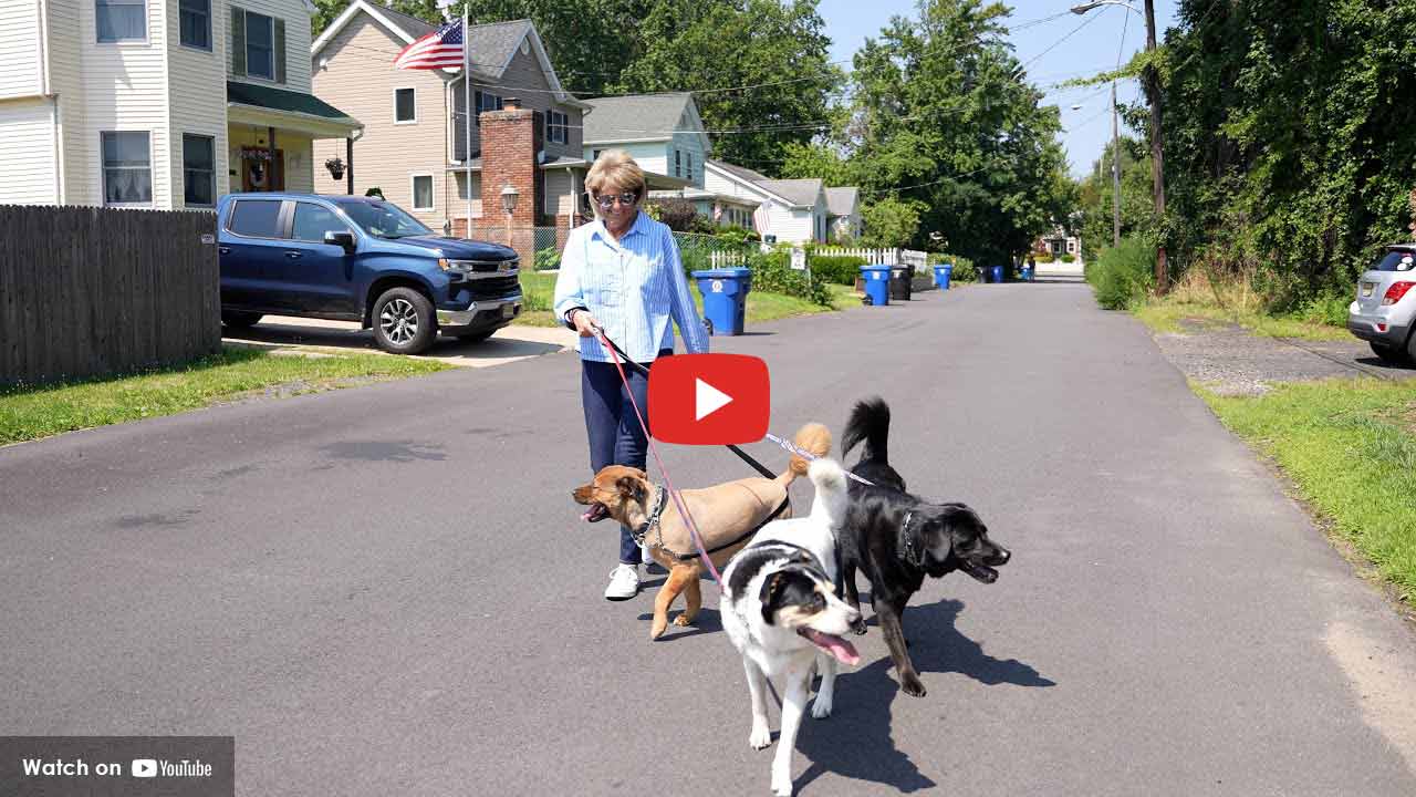 Woman walking three dogs on a quiet residential street on a sunny day